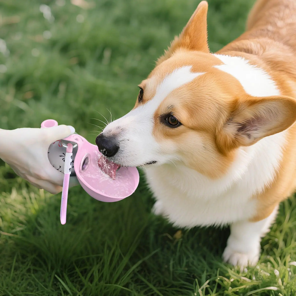 Petorao 2-in-1 Portable Dog Water Bottle — Leak-Proof, Stainless Steel & Silicone